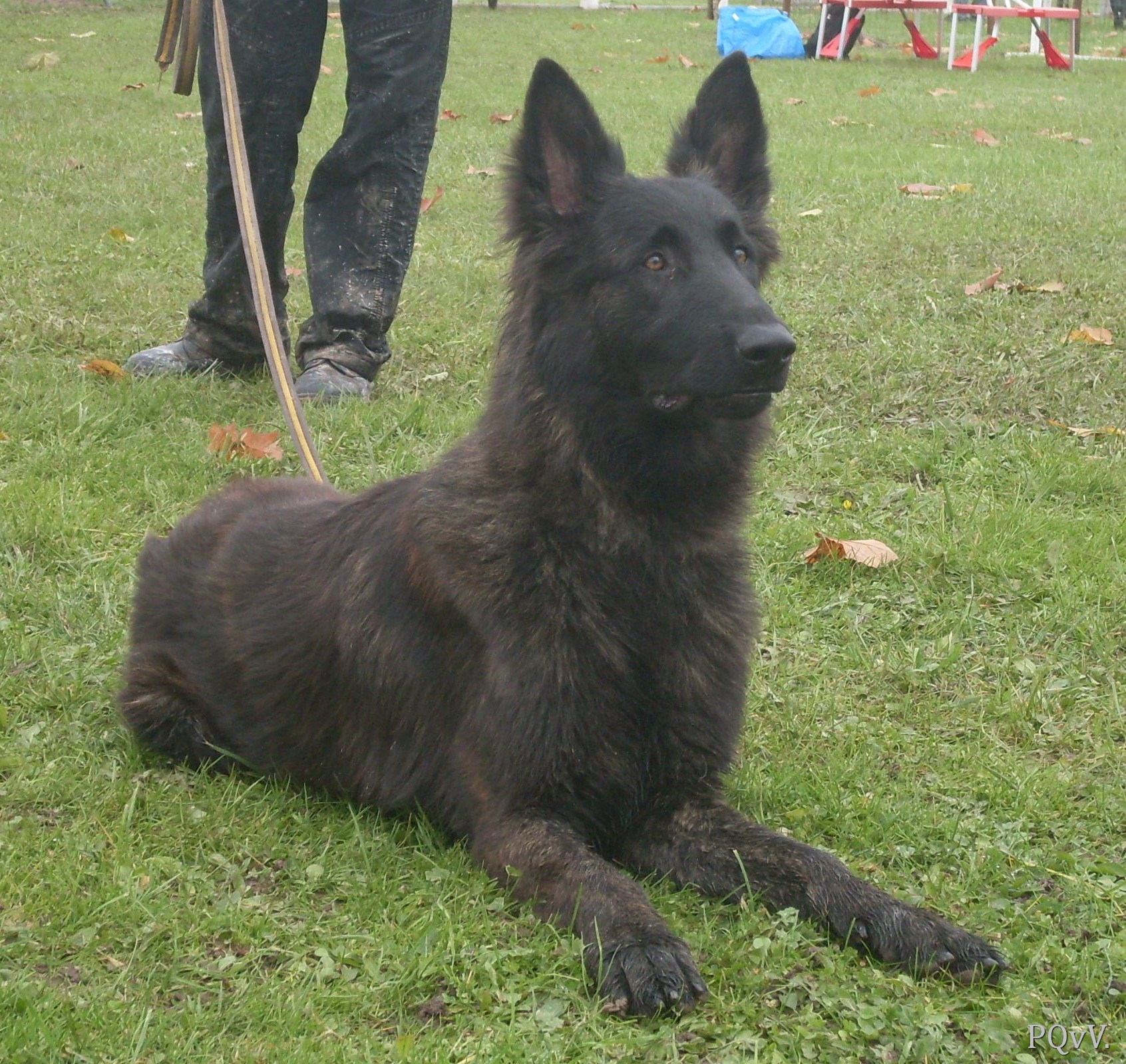  Garou des Crocs de l’Olympe